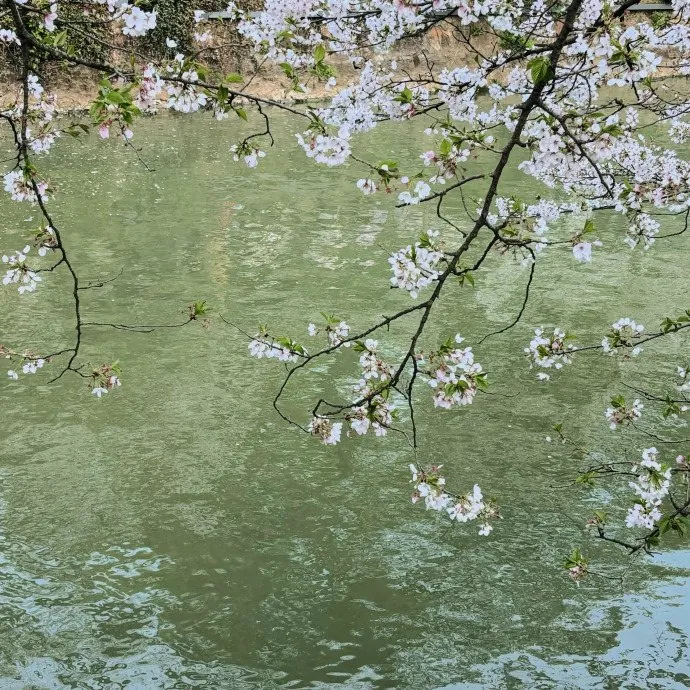 水面上的樱花