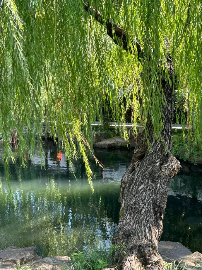 水边。柳枝与水面把行走中的视线放慢。
