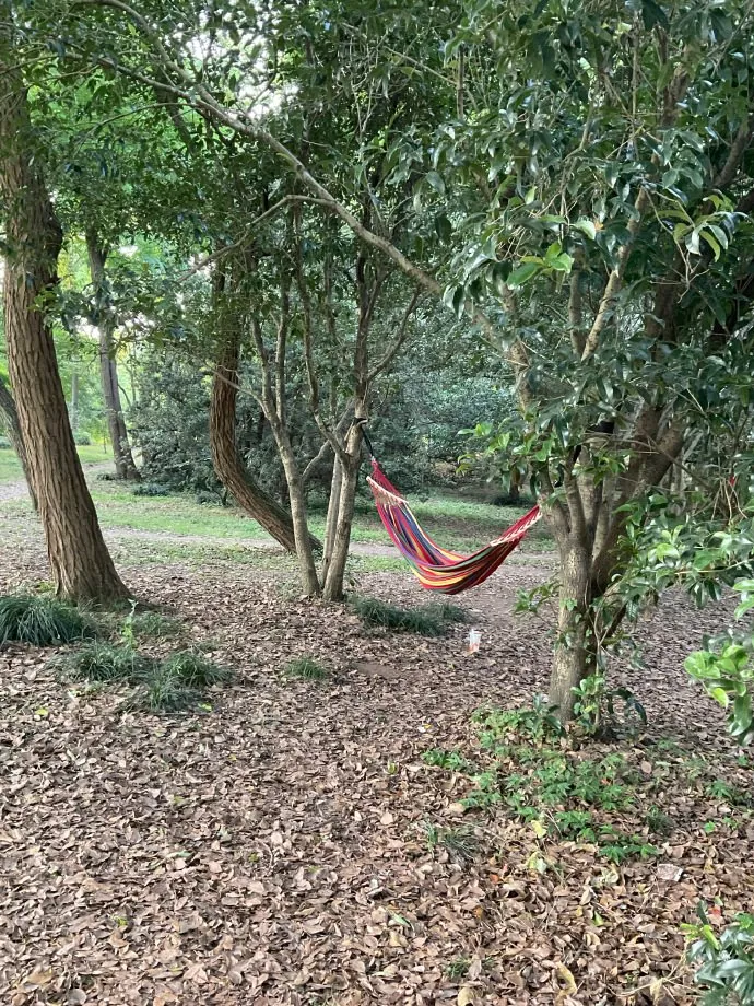 光的舞蹈。树林里的光线像轻轻移动的布景。