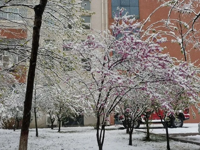 看花雪。花瓣像雪一样落下，给日常添加柔软的动势。
